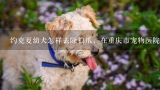 约克夏幼犬怎样去除狼爪，在重庆市宠物医院做能花多少钱,重庆友好宠物医院打疫苗多少钱