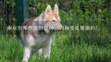 南京有哪些宠物市场，狗狗要是健康的！,长沙哪里有给狗接种狂犬疫苗的地方？？？