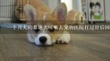 一个月大的泰迪犬咳嗽去宠物医院打过针后回来一直在抽搐是怎么回事急急急!!!,三个月泰迪因为咳嗽，宠物医院给打针后就开始呕吐拉肚子。现在不吃东西，但是很爱喝水。是什么原因？