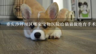 重庆沙坪坝区哪家宠物医院给猫猫做绝育手术好。价格多少？