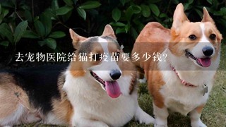 去宠物医院给猫打疫苗要多少钱?