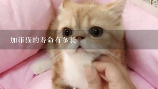 加菲猫的寿命有多长