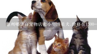惠州哪里有宠物店卖小型博美犬.价格在1500-2000的?