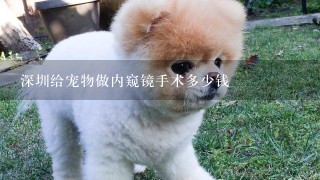 深圳给宠物做内窥镜手术多少钱