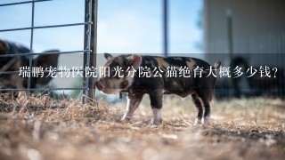 瑞鹏宠物医院阳光分院公猫绝育大概多少钱？