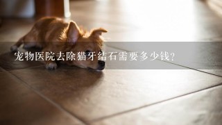 宠物医院去除猫牙结石需要多少钱?