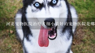 河北宠物医院治疗犬细小最好的宠物医院是哪家呀