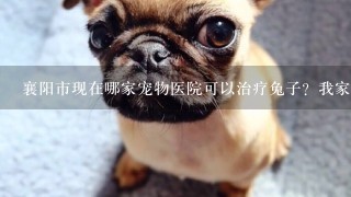 襄阳市现在哪家宠物医院可以治疗兔子？我家的兔兔这