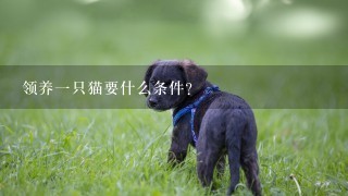 领养1只猫要什么条件？