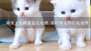 猫身上有跳蚤怎么处理 及时到宠物医院处理