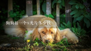 狗狗拍1个x光片多少钱