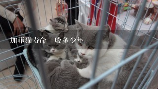 加菲猫寿命1般多少年