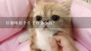 给猫咪拍个片子得多少钱？