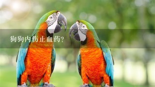 狗狗内伤止血药？