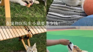 在宠物医院生小猫要多少钱？