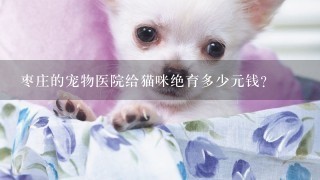 枣庄的宠物医院给猫咪绝育多少元钱？