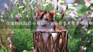 在宠物医院给小猫做1个绝育手术要多少钱啊？