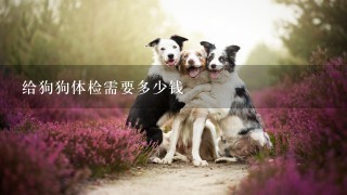 给狗狗体检需要多少钱