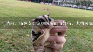 请问。猫鼻支去宠物医院能治好吗，宠物医院能治好小猫的鼻支吗？