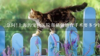 急问!上海的宠物医院帮猫做绝育手术要多少钱!