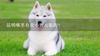 昆明哪里有卖小狗衣服的？