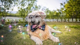 宠物医院确诊猫鼻支，医院如何确诊是猫鼻支，如何确定猫得了鼻支