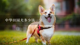 中华田园犬多少钱1只