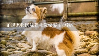 正规宠物医院猫咪洗澡要多少钱?