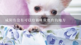 咸阳有没有可以给猫咪做绝育的地方