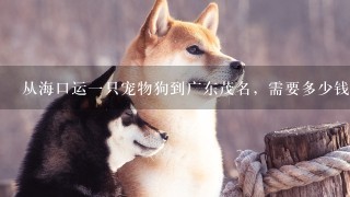从海口运1只宠物狗到广东茂名，需要多少钱？