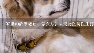 家里的萨摩老吐，怎么办？去宠物医院医生打了几针，然后就给了益生菌，说吃益生菌就好了