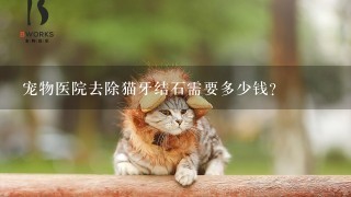 宠物医院去除猫牙结石需要多少钱?