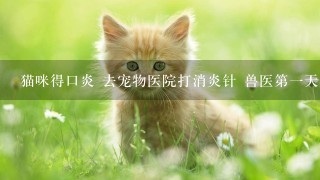 猫咪得口炎 去宠物医院打消炎针 兽医第1天收45 说1针消炎1针提高抵抗力 结果第2天打1针开始收10块 然