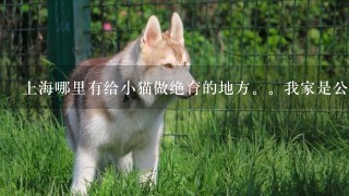 上海哪里有给小猫做绝育的地方。我家是公猫。价