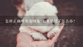 怎样正确喂养宠物兔?如果感冒了怎么办?