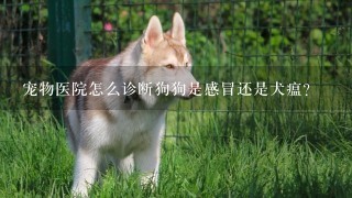 宠物医院怎么诊断狗狗是感冒还是犬瘟？