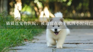 猫猫送宠物医院，被遗留在烘干机4小时闷亡，主人该如何维权？