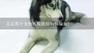 北京那个宠物医院能给狗狗输血?