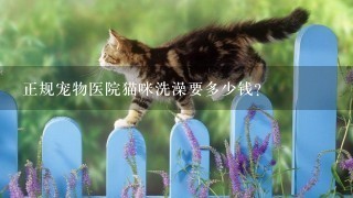 正规宠物医院猫咪洗澡要多少钱?