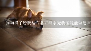狗狗得了膀胱结石北京哪家宠物医院能做超声碎石