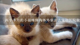 两个多月的小猫咪体内体外驱虫去宠物医院做要多少钱