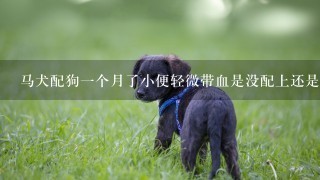 马犬配狗1个月了小便轻微带血是没配上还是流产了