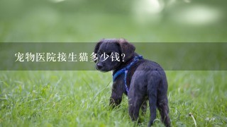 宠物医院接生猫多少钱？