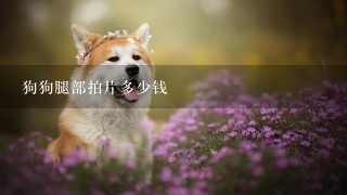 狗狗腿部拍片多少钱