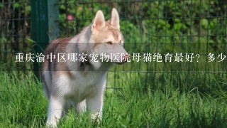 重庆渝中区哪家宠物医院母猫绝育最好？多少钱？