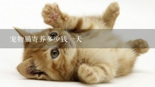 宠物猫寄养多少钱1天