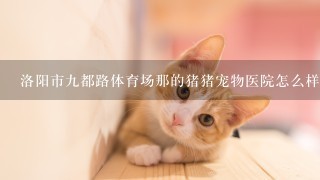 洛阳市9都路体育场那的猪猪宠物医院怎么样啊？我家博美咳嗽3天了，昨天都没吃东西。着急上火！！！