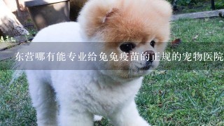 东营哪有能专业给兔兔疫苗的正规的宠物医院