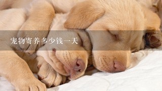 宠物寄养多少钱1天