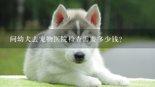 问幼犬去宠物医院检查需要多少钱？